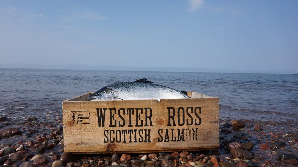 Salmone Wester Ross: l’originale 100% scozzese